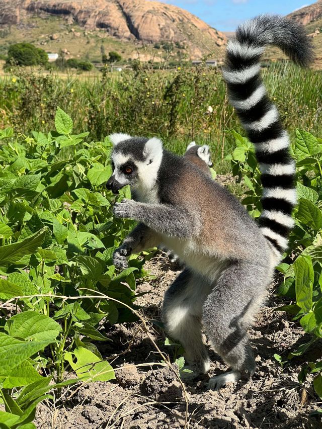 Un lemure dalla coda ad anelli adulto con un cucciolo sulla schiena sta in piedi sul terreno e mangia una foglia verde da un cespuglio in un campo soleggiato.