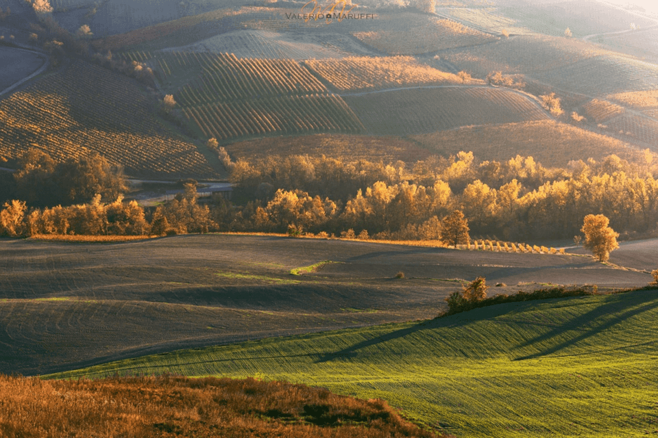 Dolci colline con vigneti e campi verdi sono illuminate dalla luce dorata del sole, proiettando lunghe ombre sul paesaggio.