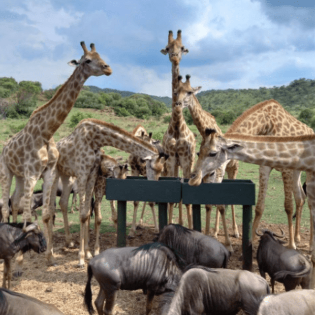 Un troupeau de girafes et de gnous se rassemble pour manger dans une grande mangeoire dans une zone herbeuse et ouverte avec des collines en arrière-plan.