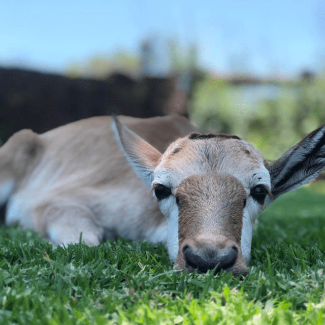 Un jeune faon d'antilope repose sa tête sur l'herbe verte, regardant directement l'appareil photo.
