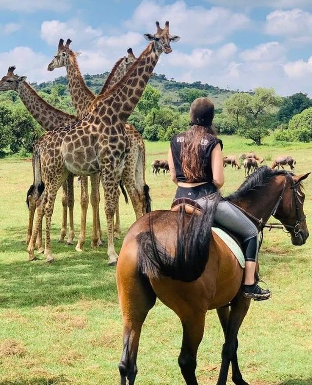 Une cavalière casquée observe un troupeau de girafes dans une savane verdoyante.