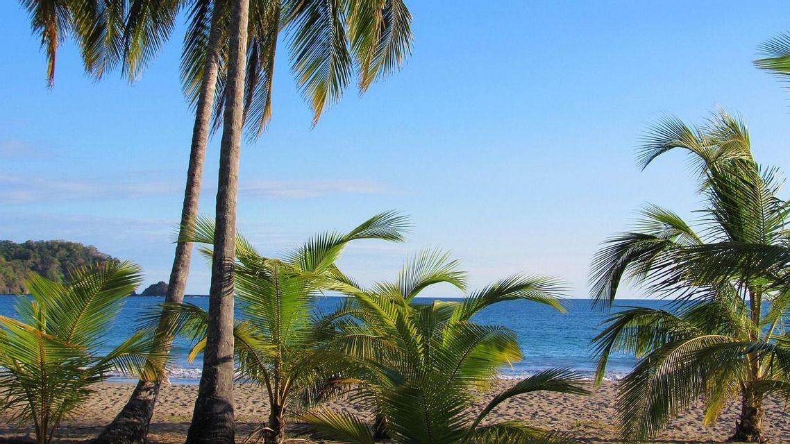 Alte palme su una spiaggia sabbiosa con vista su un oceano blu e calmo sotto un cielo sereno.