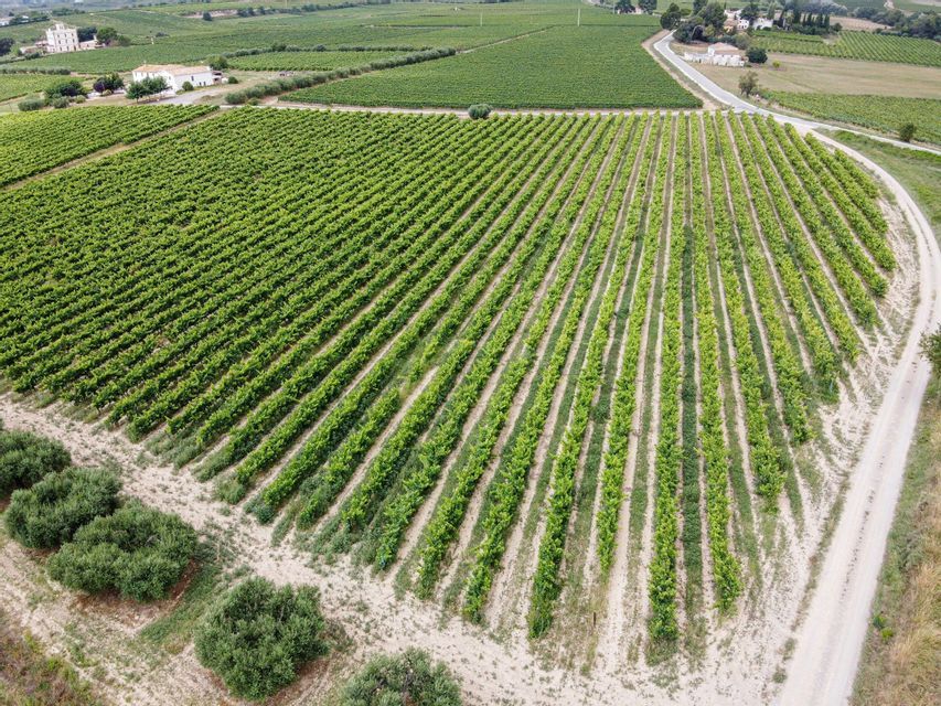 Una veduta aerea di un vasto vigneto con filari di viti verdi perfettamente allineati, accanto a una strada sterrata tortuosa.
