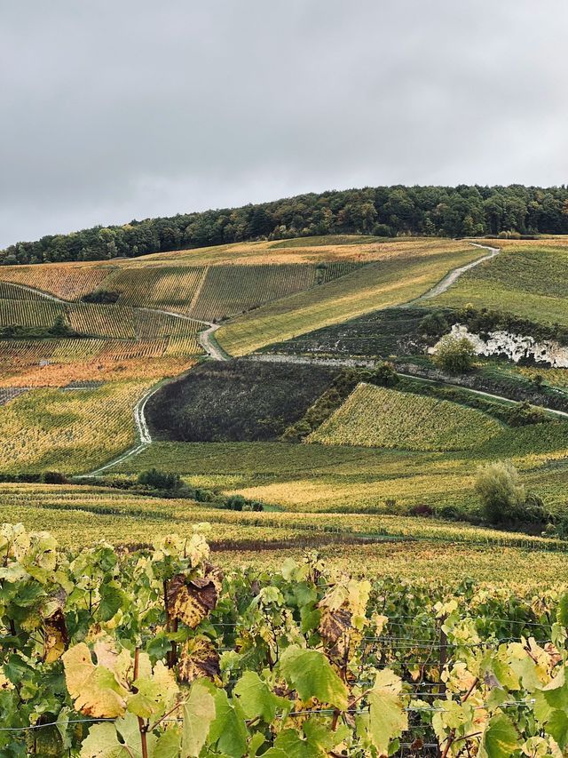 Dolci colline coperte di vigneti, con il foliage autunnale e sentieri sterrati tortuosi sotto un cielo coperto.