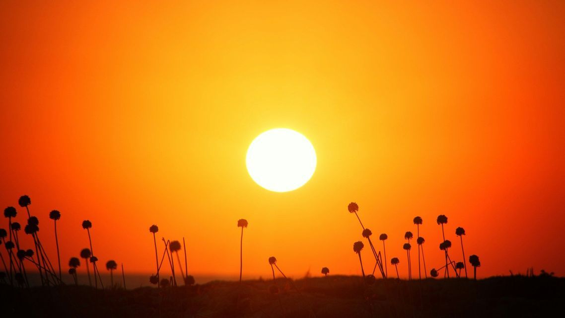 Sagome di fiori selvatici si stagliano in un campo contro un cielo arancione vibrante, con il sole che tramonta all'orizzonte.