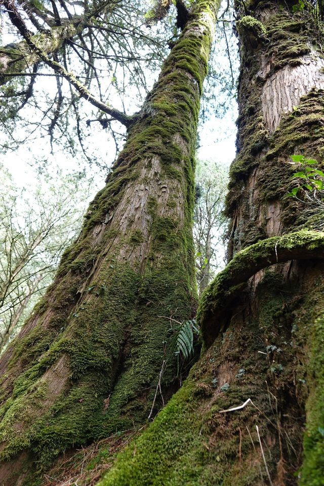 Zwei hohe, moosbewachsene Baumstämme im Wald aus der Froschperspektive.