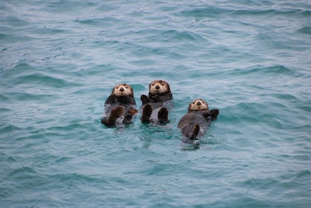 Three sea otters float on their backs together in the light blue, rippling water.