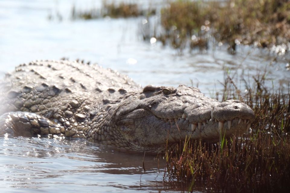 Un grande coccodrillo giace parzialmente immerso in acqua illuminata dal sole, con la testa appoggiata vicino a un ciuffo d'erba alta.