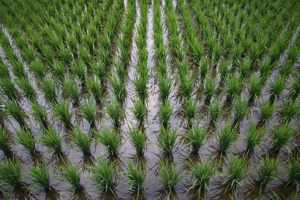 Reihen von jungen, hellgrünen Reispflanzen, die im flachen Wasser eines Reisfeldes wachsen, aus der Vogelperspektive gesehen.