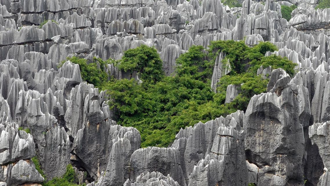 Una fitta vegetazione di alberi verdi si erge in un vasto paesaggio di alte, affilate formazioni rocciose calcaree grigie.