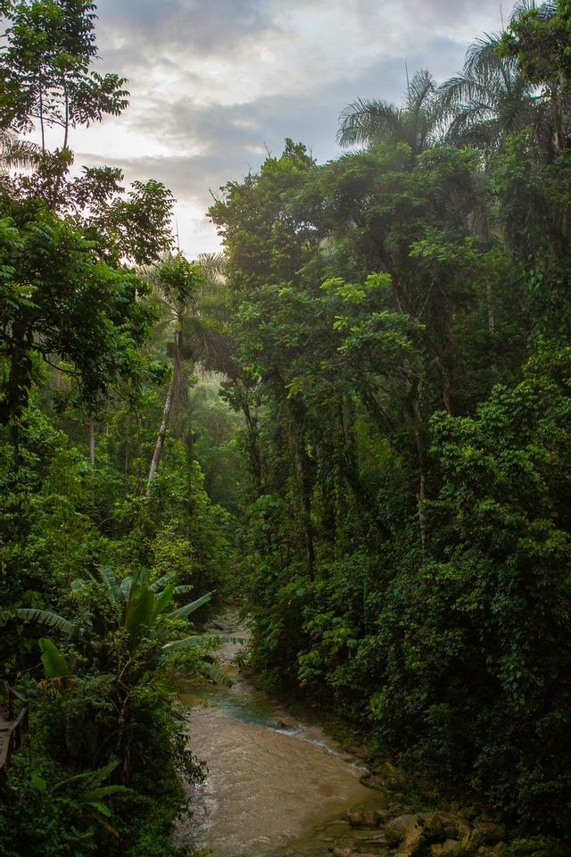 A muddy river winds its way through a dense tropical jungle filled with lush green trees under a cloudy sky.