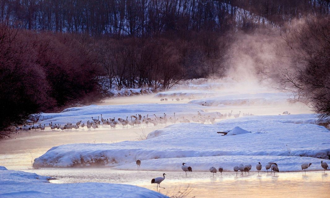 Uno stormo di gru giapponesi guada in un fiume nebbioso durante l'inverno, circondato da sponde e alberi innevati.