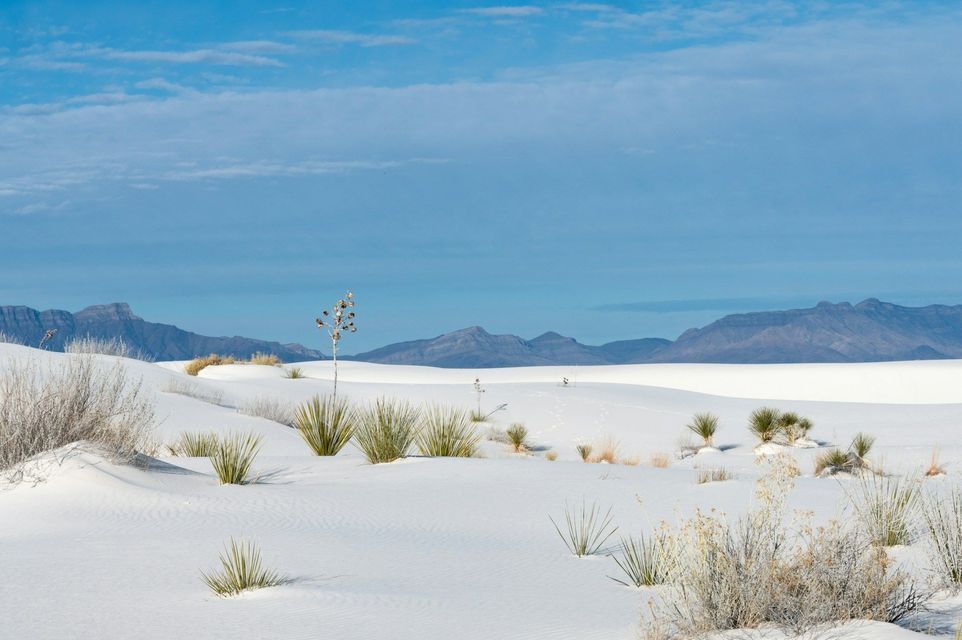 Un paesaggio di dolci dune di sabbia bianca punteggiate da piante di yucca e rada macchia, con una catena montuosa in lontananza sotto un cielo azzurro.