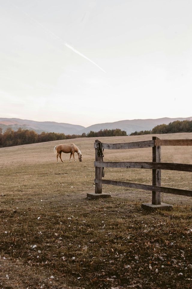 Un cavallo marrone chiaro pascola in un campo erboso accanto a una staccionata di legno, con colline ondulate sullo sfondo sotto un cielo pallido.