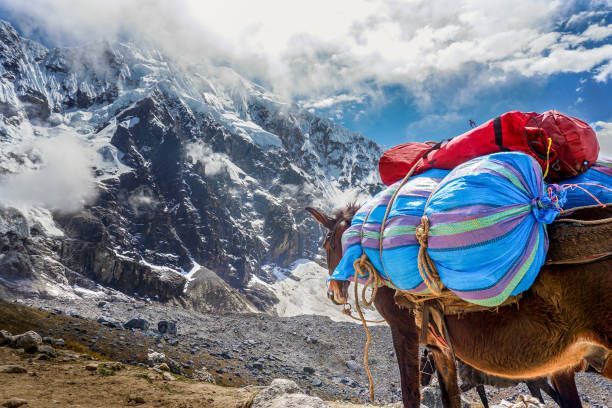Una mula con equipaje colorido azul y rojo se encuentra en un sendero rocoso frente a una cordillera nevada.