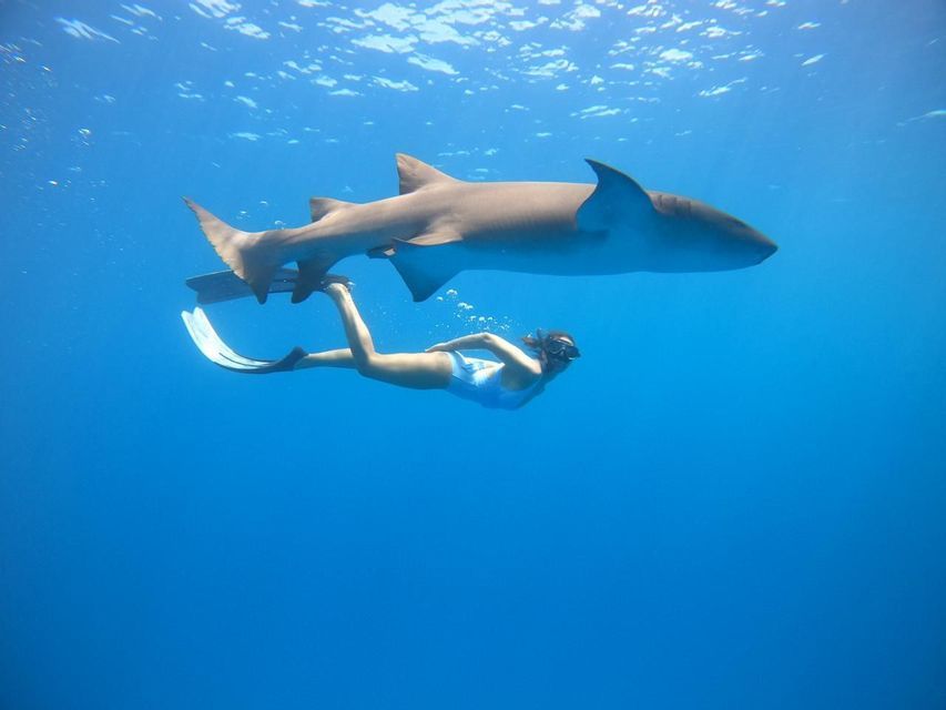 Un plongeur en apnée en maillot de bain blanc nage aux côtés d'un grand requin-nourrice dans des eaux claires et d'un bleu profond.