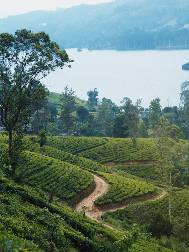 Collines verdoyantes de plantations de thé avec un sentier de terre sinueux, surplombant un grand lac et des montagnes brumeuses au loin.