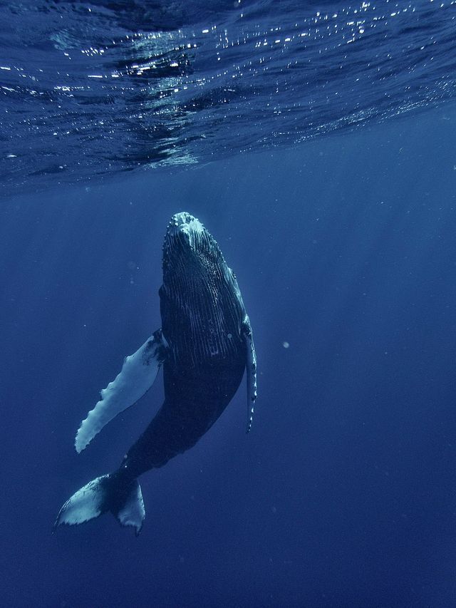 Una balena megattera nuota verso l'alto, verso la superficie scintillante dell'oceano blu profondo, vista dal basso.