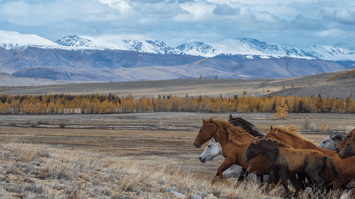 Una mandria di cavalli galoppa attraverso una pianura erbosa con alberi autunnali dorati e montagne innevate in lontananza.