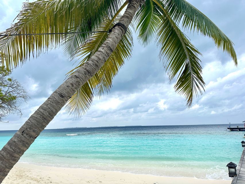 Un cocotier penche en diagonale sur une plage de sable blanc et un océan turquoise calme sous un ciel nuageux.