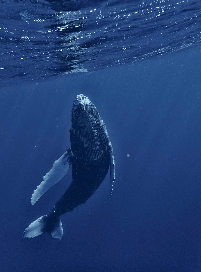 Una balena megattera risale le acque blu profonde, il suo corpo inclinato verso la superficie scintillante.