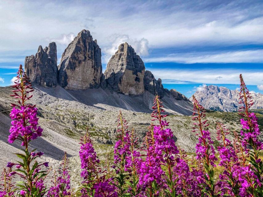 Hohe lila Wildblumen blühen auf einer Bergwiese vor einer Kulisse zerklüfteter, felsiger Gipfel unter einem teilweise bewölkten blauen Himmel.