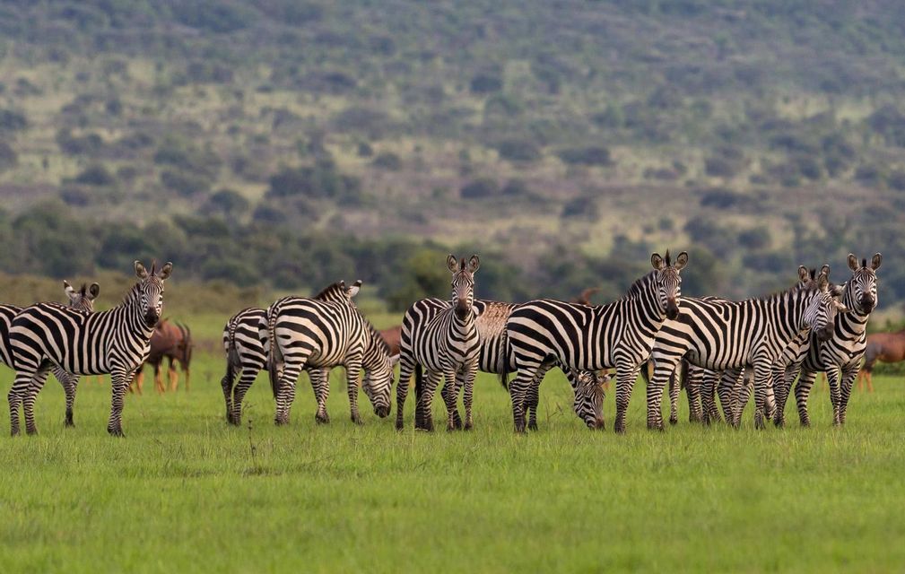 Un troupeau de zèbres se tient dans une savane verdoyante, avec des collines ondulantes couvertes d'arbres en arrière-plan.