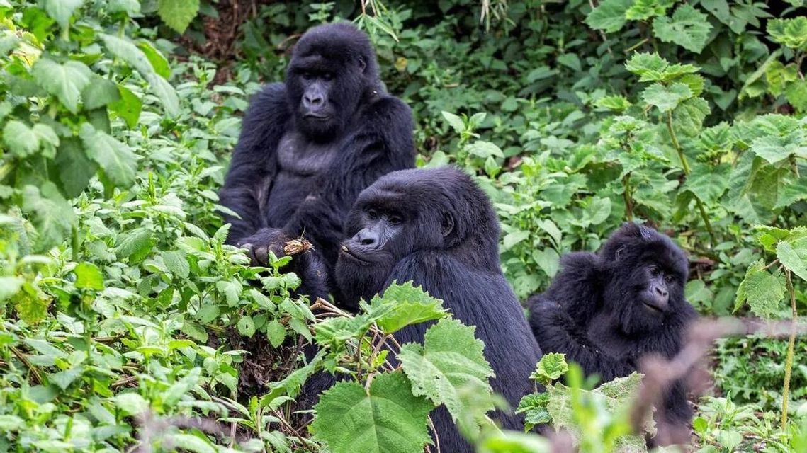 Trois gorilles de montagne assis au cœur d'une végétation luxuriante et dense de la jungle.