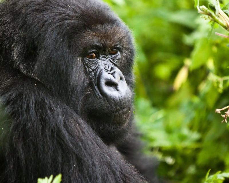 Un portrait en gros plan d'un grand gorille noir regardant sur le côté, avec un arrière-plan de feuilles vertes floues.