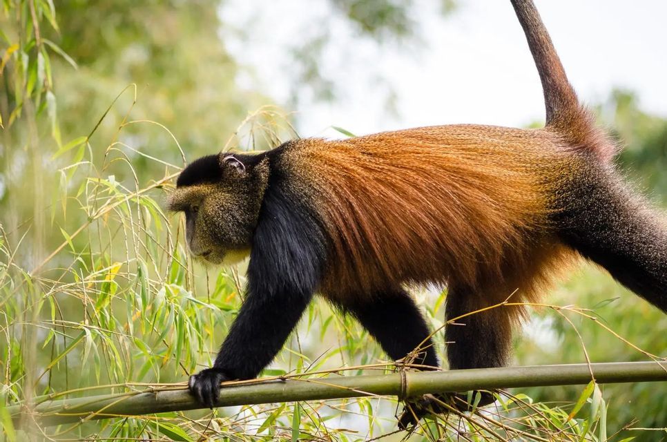 Un singe doré aux membres noirs et au dos doré-orangé marche le long d'une fine branche de bambou parmi les feuilles vertes.