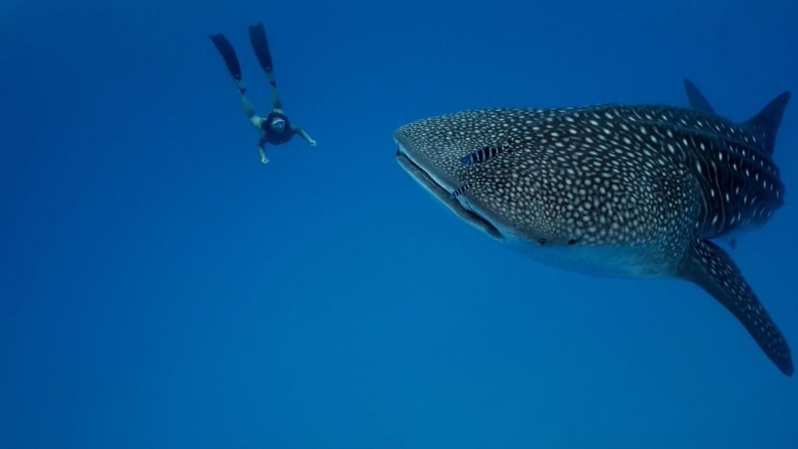 Eine Person mit Flossen und Maske taucht frei in klarem blauem Meerwasser in der Nähe eines großen Walhais.