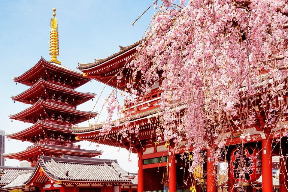 Una pagoda e un tempio giapponesi rossi a più piani sono parzialmente oscurati da rami di ciliegio rosa in fiore sotto un cielo azzurro e limpido.