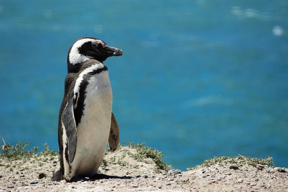 Un pinguino di Magellano si staglia su una riva rocciosa e assolata, con il blu intenso dell'oceano sullo sfondo.