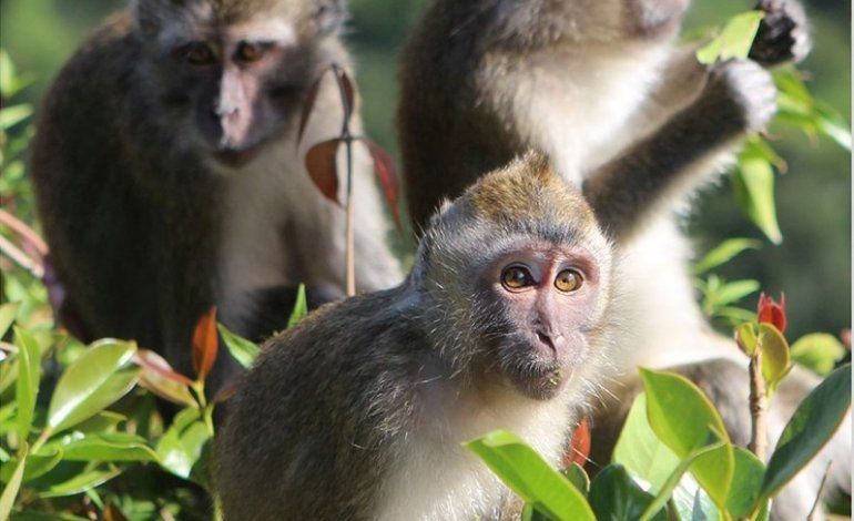 Una giovane scimmia con pelliccia marrone chiaro e occhi grandi guarda la fotocamera tra foglie verdi, con altre scimmie sullo sfondo.