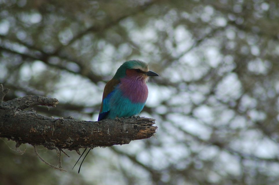 Una colorata ghiandaia marina pettoviola con piume turchesi e viola appollaiata su un ramo d'albero.