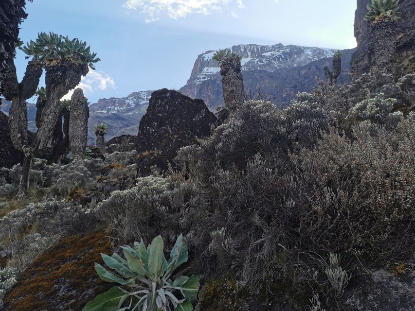 Piante di senecio gigante su un pendio alpino roccioso con una cima montuosa innevata visibile sotto un cielo blu.