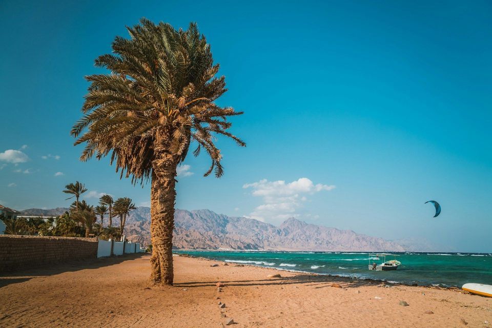 A tall palm tree on a sandy beach overlooking turquoise water, with a kitesurfer and mountains in the distance under a clear blue sky.