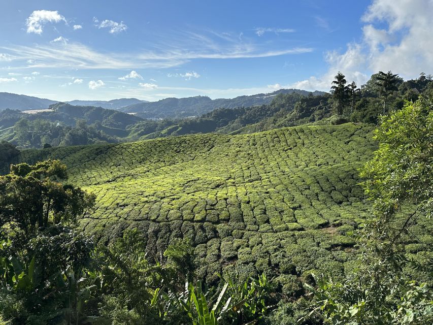 Una vasta piantagione di tè con terrazzamenti di cespugli verdi che ricoprono dolci colline sotto un cielo azzurro con qualche nuvola.