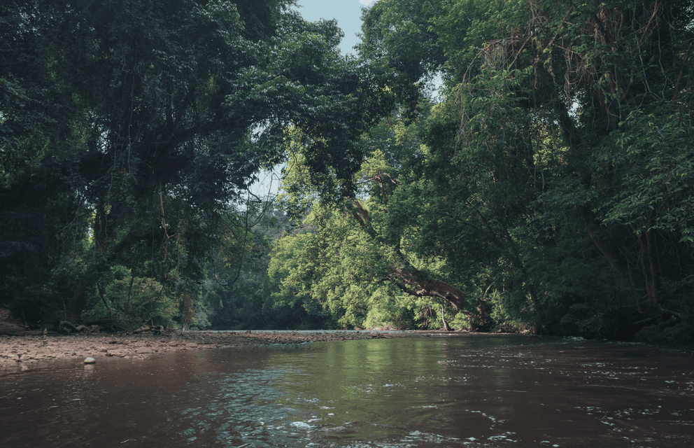 Un fiume torbido scorre attraverso una giungla fitta, con alberi verdi lussureggianti che si protendono sull'acqua e una riva sabbiosa sulla sinistra.