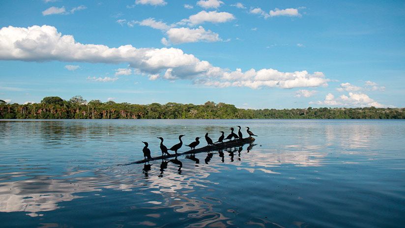 Silhouettes of several cormorants perched on a floating log on a calm lake with a distant forest under a blue sky.