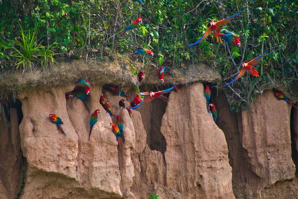 A large flock of colorful macaws perched on and flying around a clay cliff face at the edge of a lush jungle.
