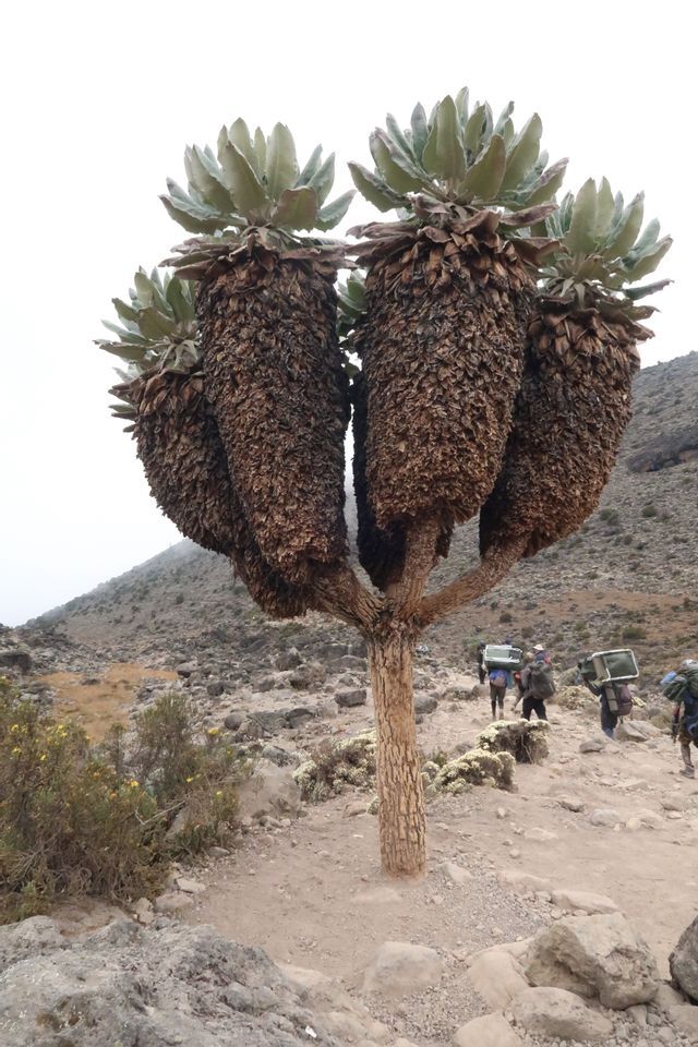 Una pianta di senecio gigante dalle cime frondose su un versante montuoso roccioso, con un gruppo WeRoad in viaggio che fa trekking con grandi zaini sullo sfondo.