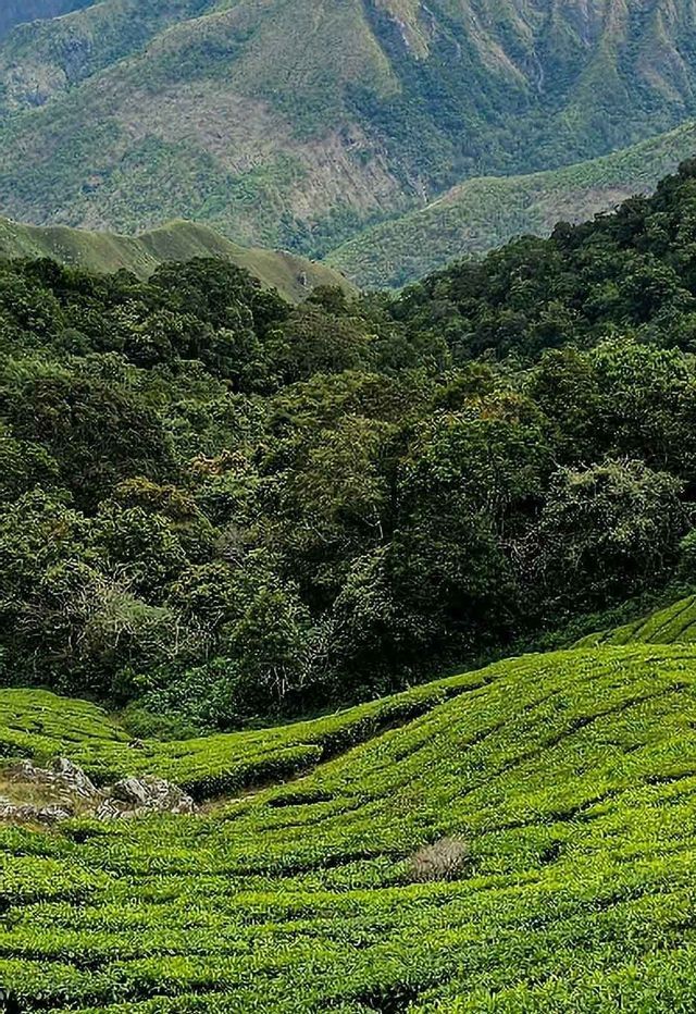 Vista panoramica di piantagioni di tè verde terrazzate su una collina, con una fitta foresta e montagne sullo sfondo.
