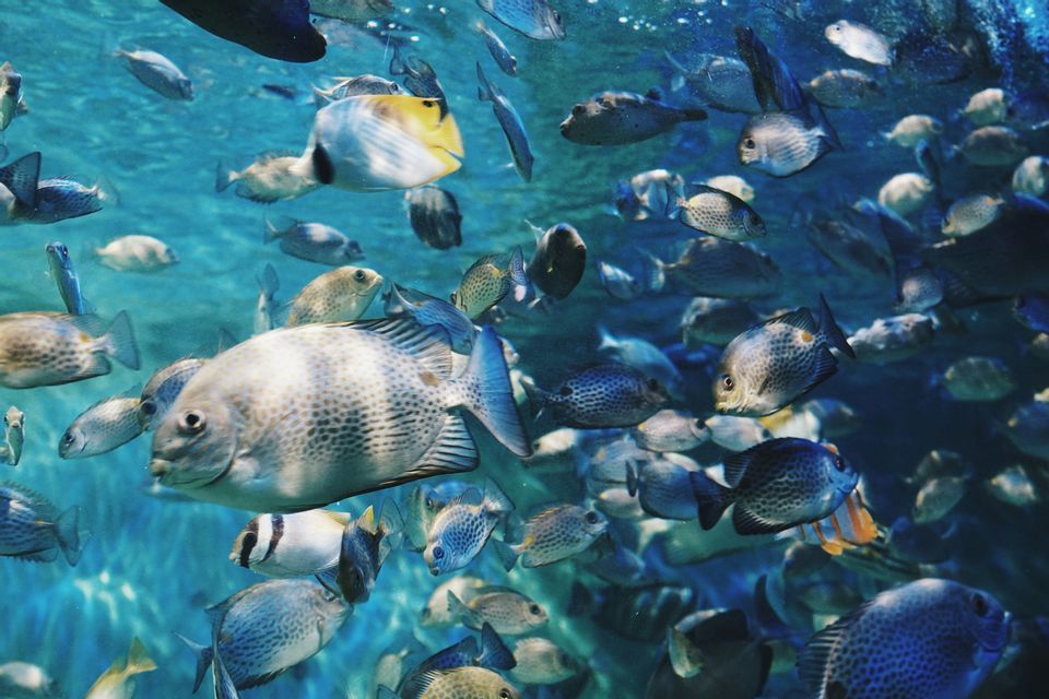 Vista subacquea di un denso banco di pesci di diverse specie che nuotano in acque blu.