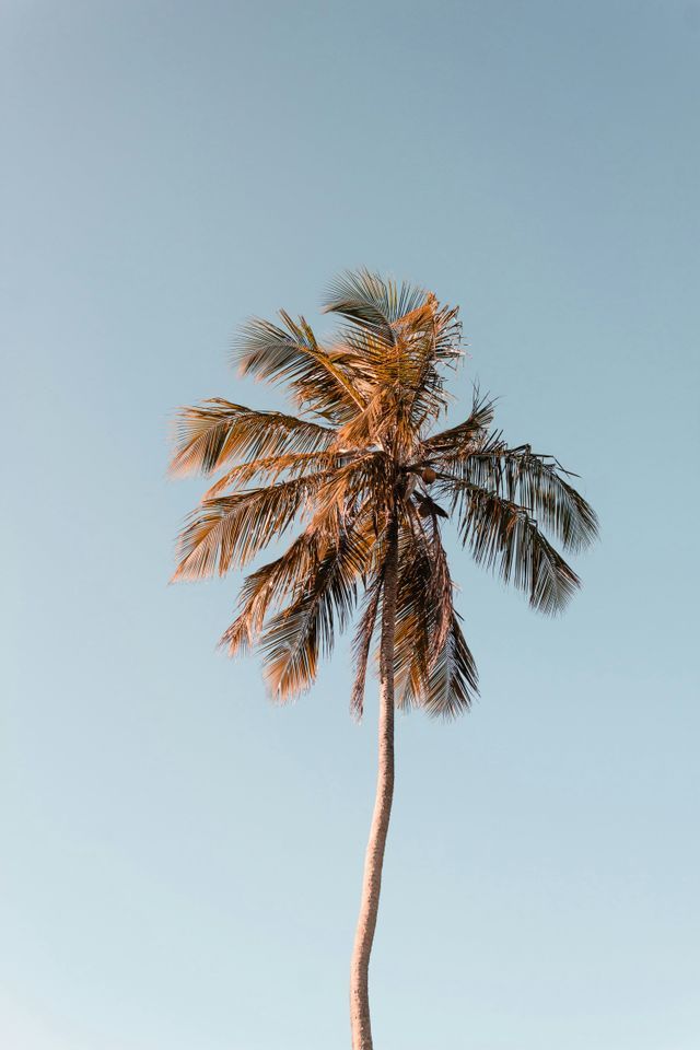 Una palma alta con fronde bruno-dorate si staglia contro un cielo limpido e azzurro chiaro, vista dal basso.