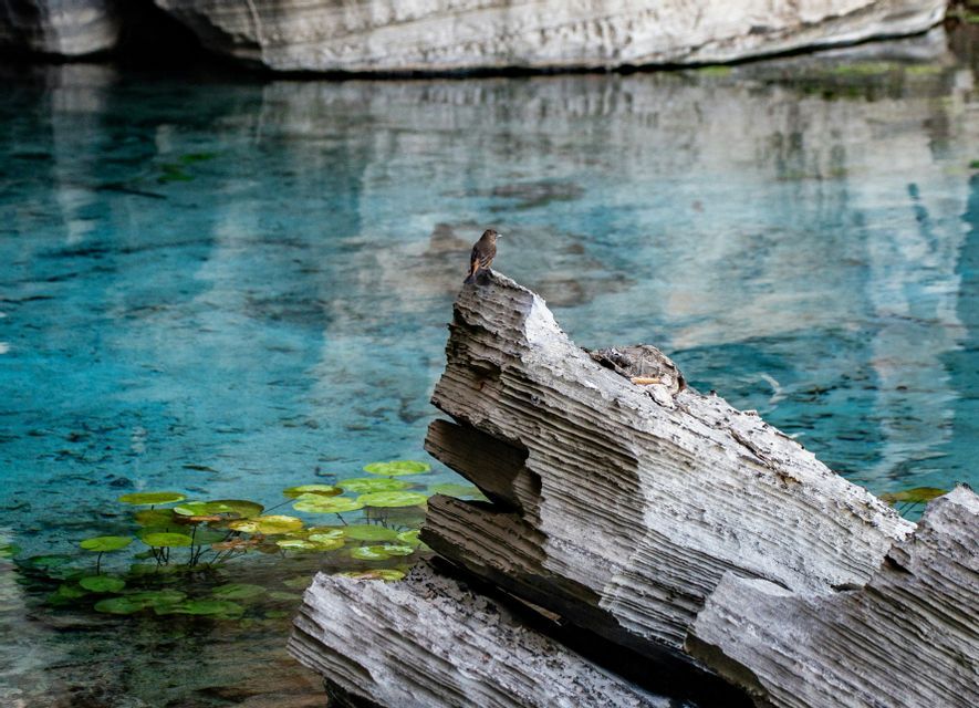 Un piccolo uccello marrone appollaiato su una roccia stratificata che domina un'acqua limpida color turchese con ninfee.