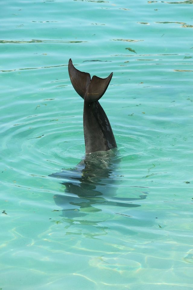 La pinna caudale di un delfino sporge verticalmente da acqua limpida e turchese, creando increspature sulla superficie.