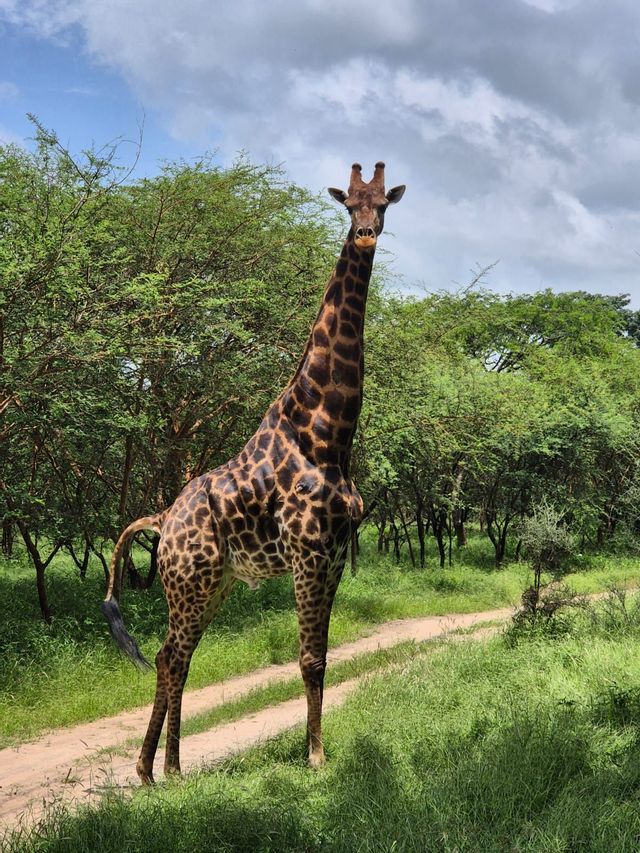 Una alta jirafa se alza en una pradera junto a un camino de tierra, mirando a la cámara, con árboles verdes y un cielo nublado de fondo.