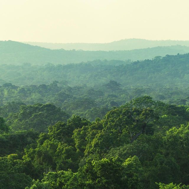 Una vista estesa di una fitta e verdeggiante volta di giungla che copre colline ondulate sotto un cielo pallido e velato.