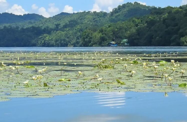 Ninfee bianche e foglie di ninfea verdi galleggiano su un lago calmo con colline boscose sullo sfondo sotto un cielo azzurro.